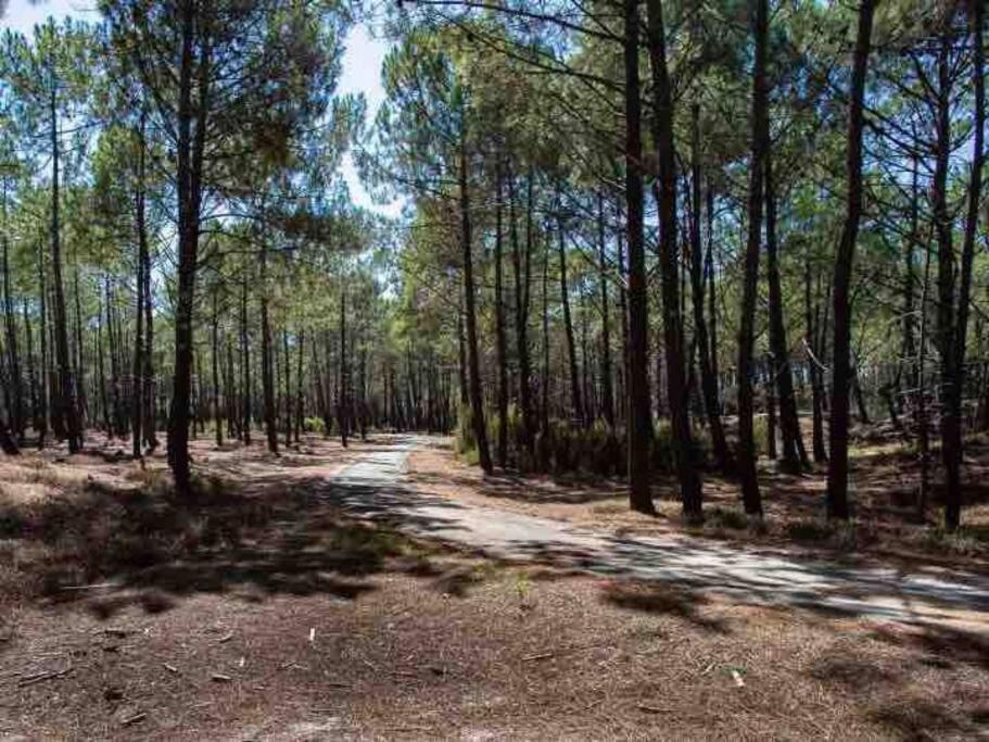 Ma Cabane Sous Les Arbres سولاك سور مير المظهر الخارجي الصورة